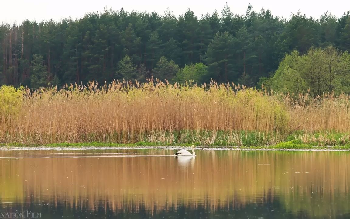 [图]【纯音乐】自然早晨4K | 冥想放松音乐 | 和平放松的音乐 Nature Morning 4K