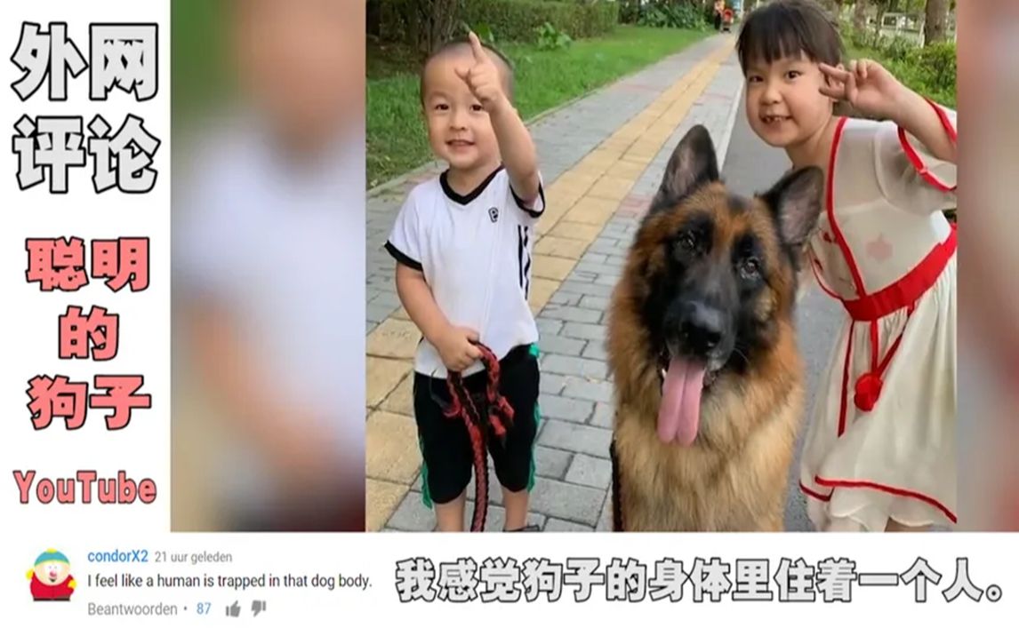 [图]国外看中国：这是我见过最可爱的，感觉狗子身体里住着一个人！