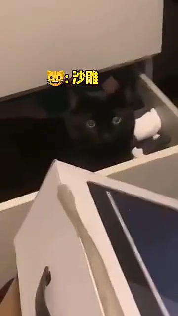 [图]又是寻找黑猫的一天