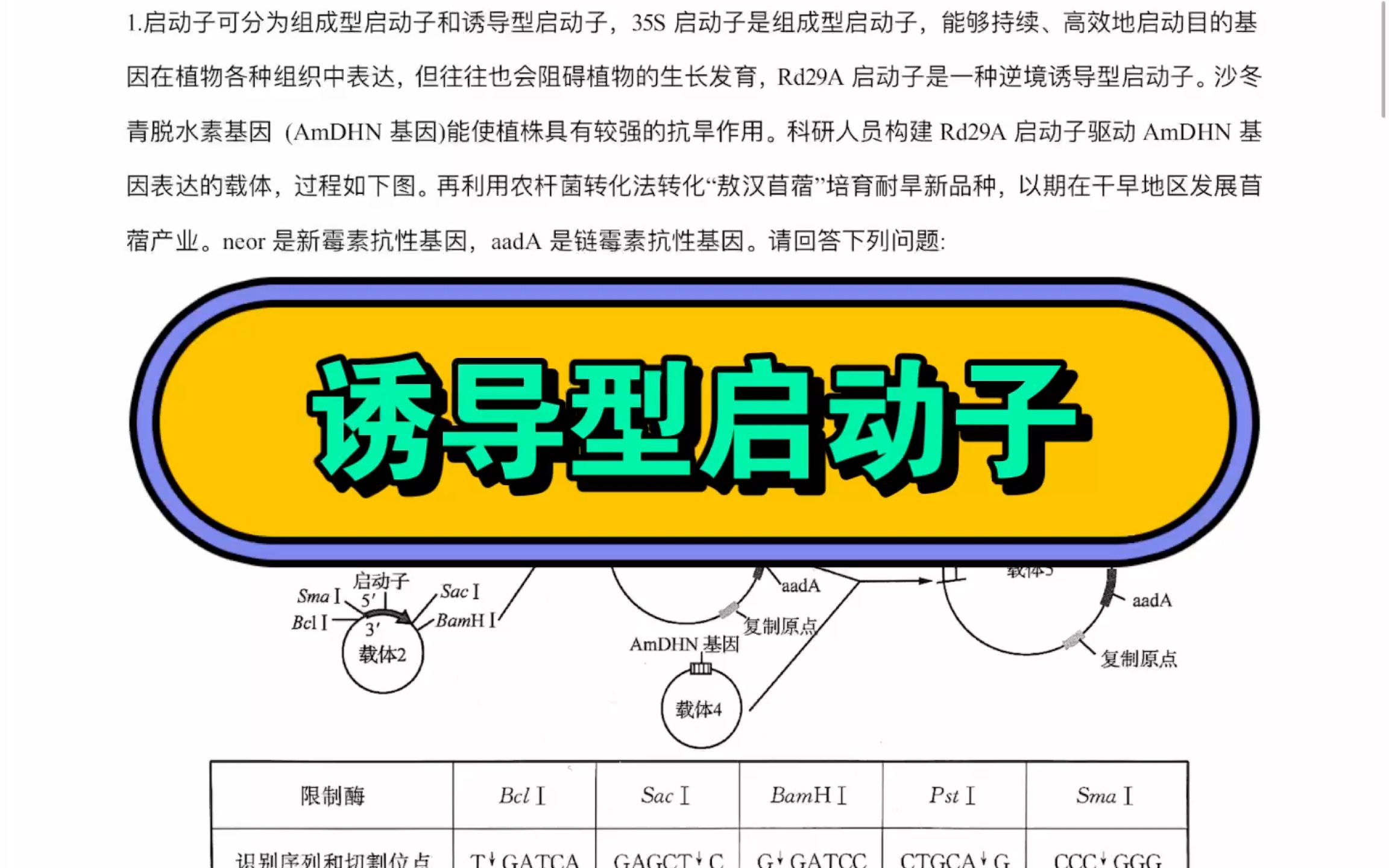 【高中生物二轮复习】诱导型启动子是存在诱导物时才会启动基因转录的启动子哔哩哔哩bilibili