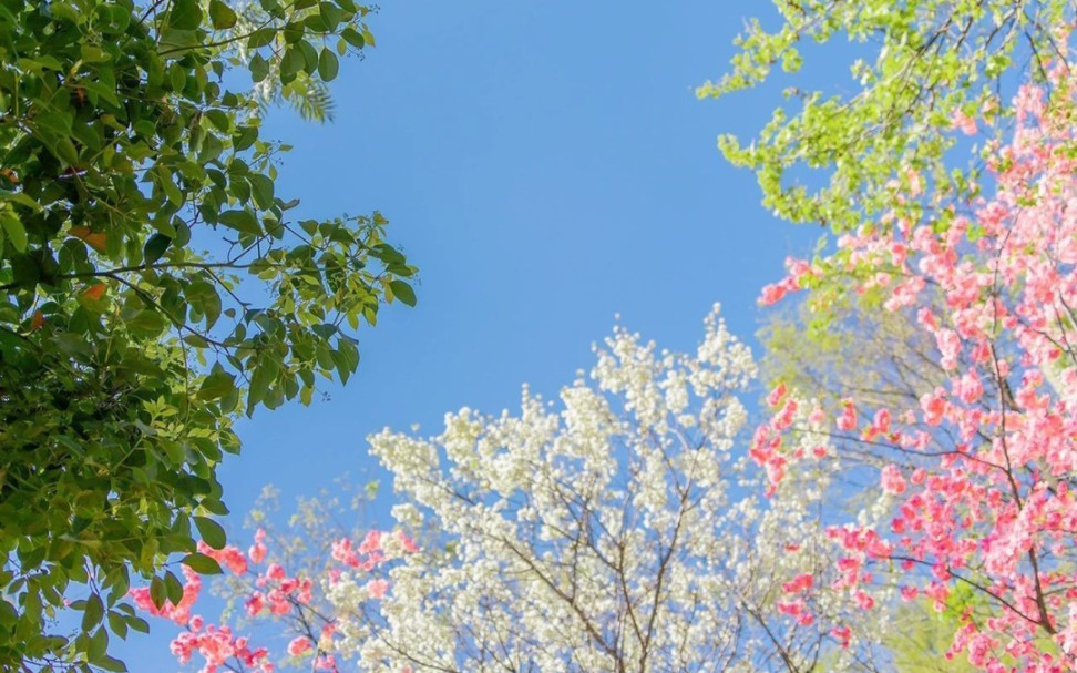 [图]只为自己开的花（cover大张伟）