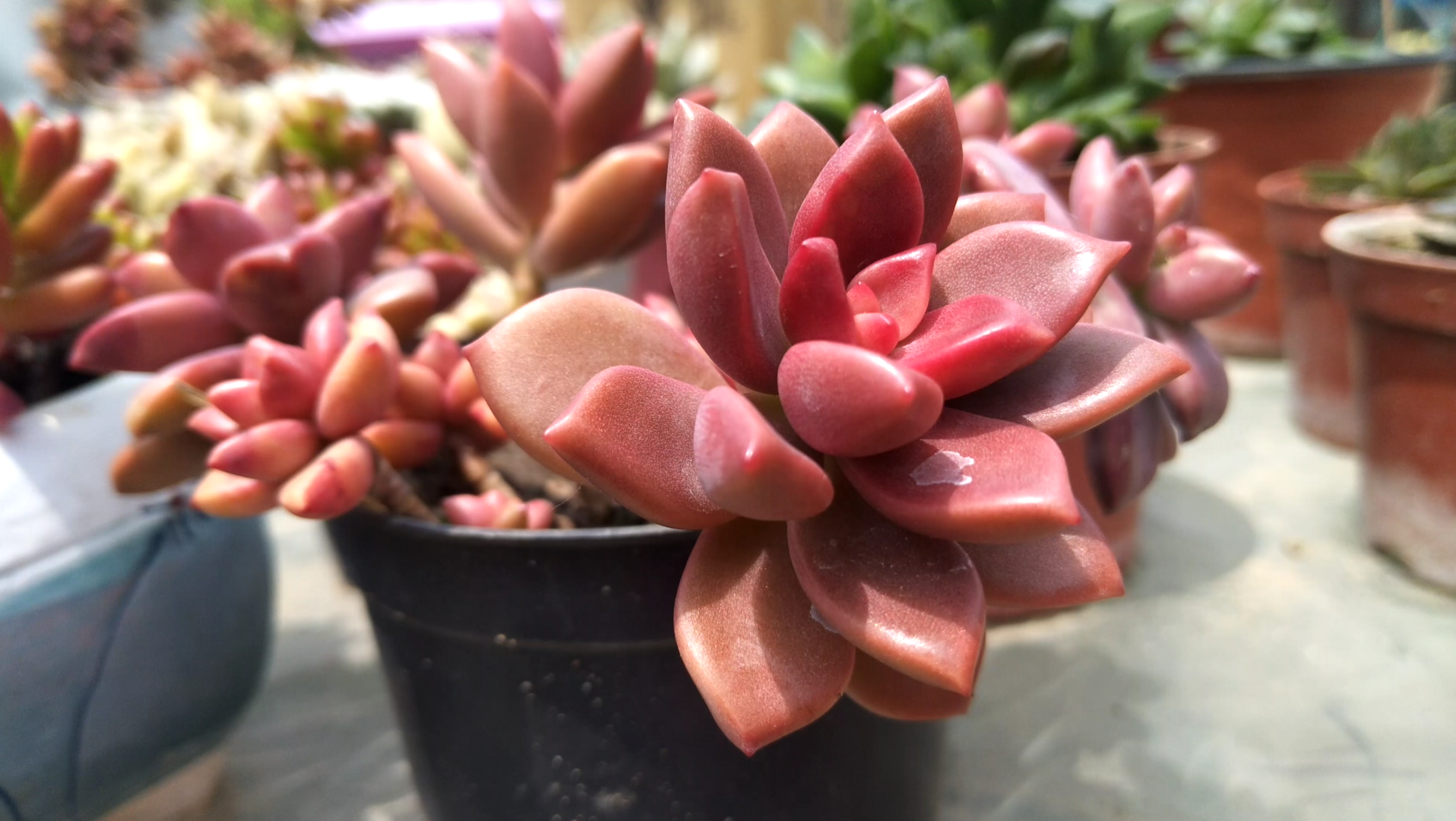 活动  姬胧月,养的第一种多肉植物,红的发亮