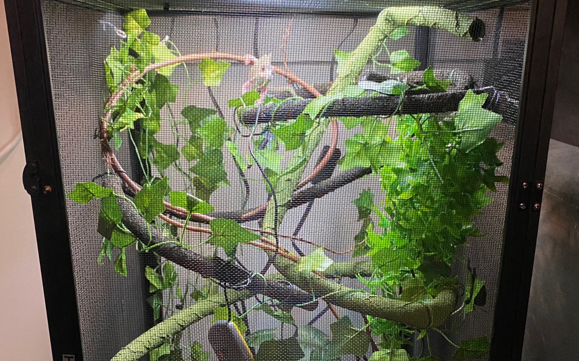 高冠变色龙龙成长日记6:小窝很仓促的丰容x日常喂食(攻击失败x蛐蛐