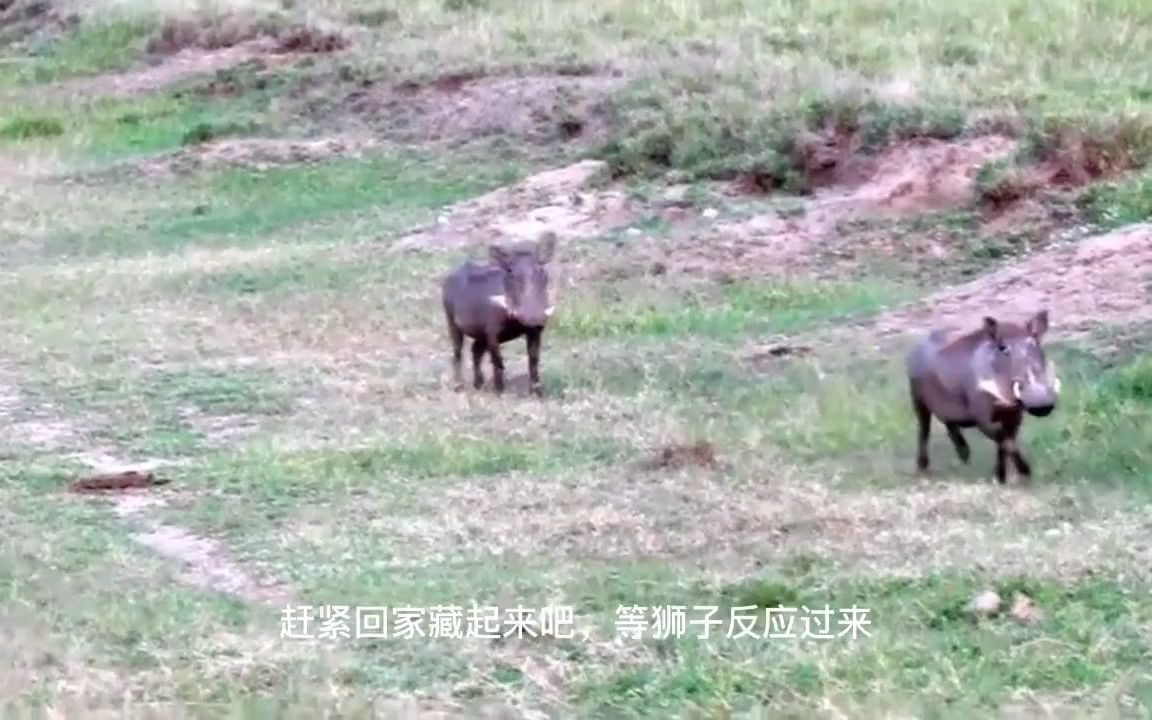 [图]动物世界,万物皆有灵性,爱护大自然保护野生动物,神奇动物,动物趣事,动物世界看人生百态,动物的迷惑行为,奇妙的动物,难得一见,野生动物零距离,喜欢的点个