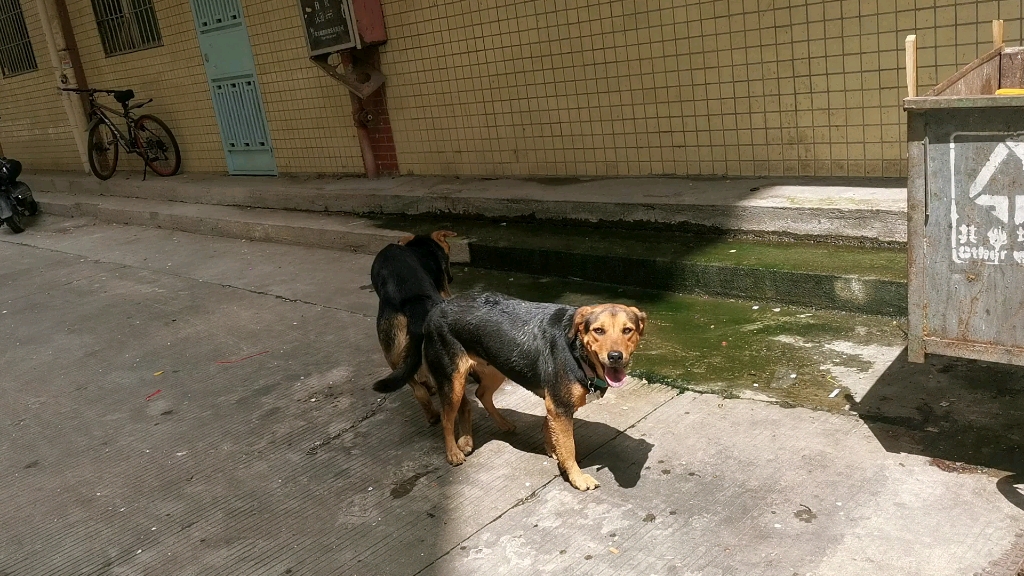 两只狗粘在一起了