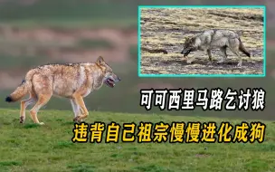 Descargar video: 可可西里乞讨狼，为何会独自流浪？难道它是种群中的低级狼吗？