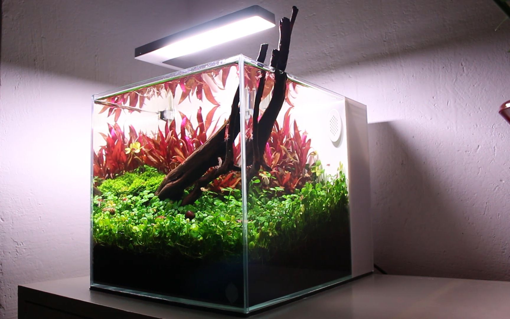 草缸造景〕25方缸翻缸后重开小草缸_哔哩哔哩_bilibili