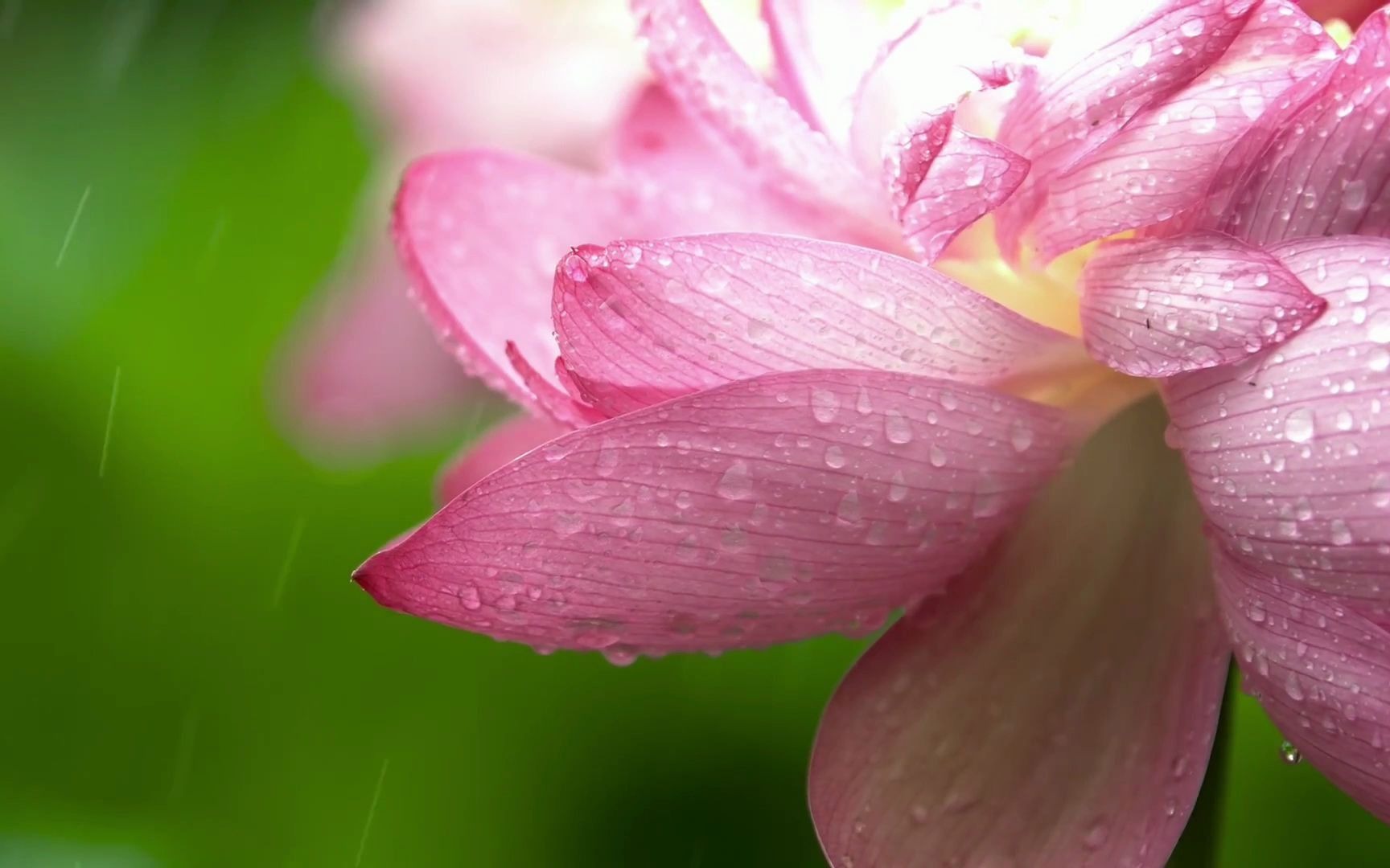 [图]细雨打莲蓬，微风摇翠叶，荷花满院香