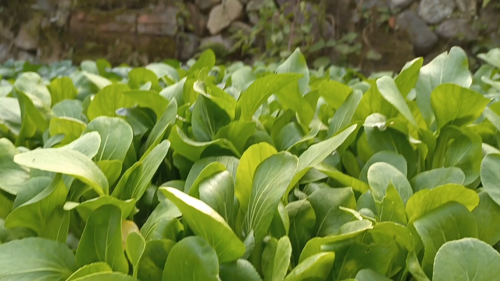 自家种的小青菜