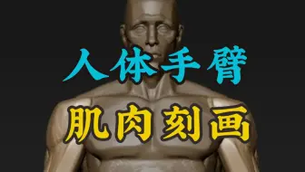 百分之八十的人都错了？手臂肌肉结构精讲