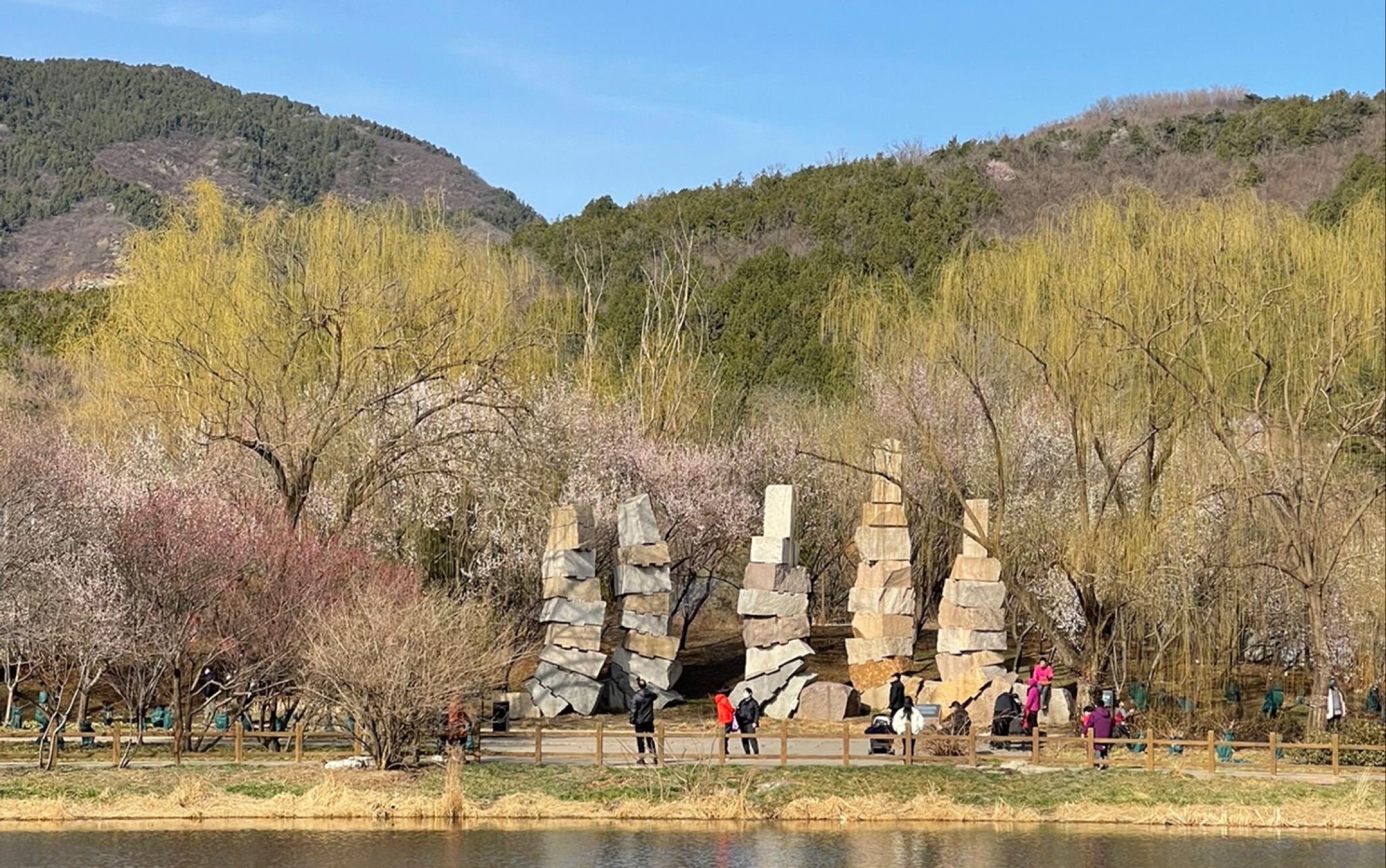 北京植物園探春