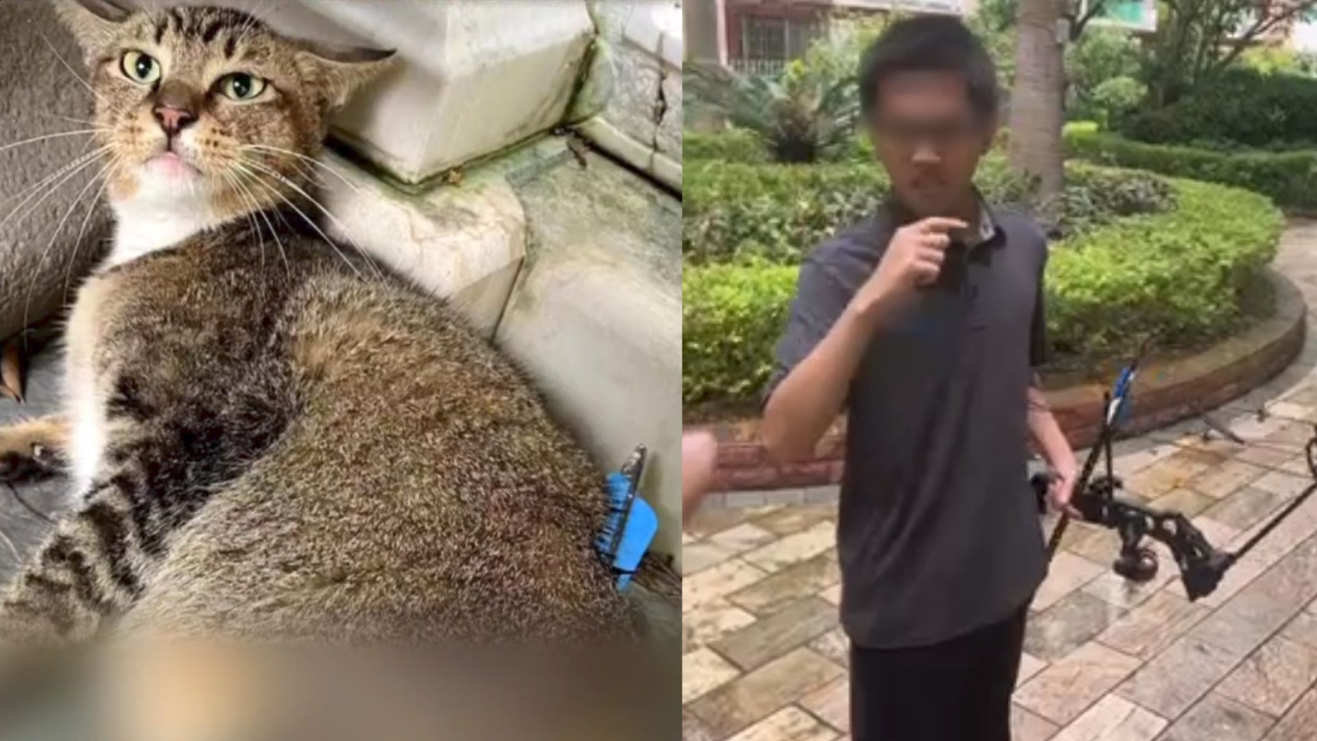 男子用弓箭在小区内射杀流浪猫,被居民逮住后笑称"是我干的,满意了么"