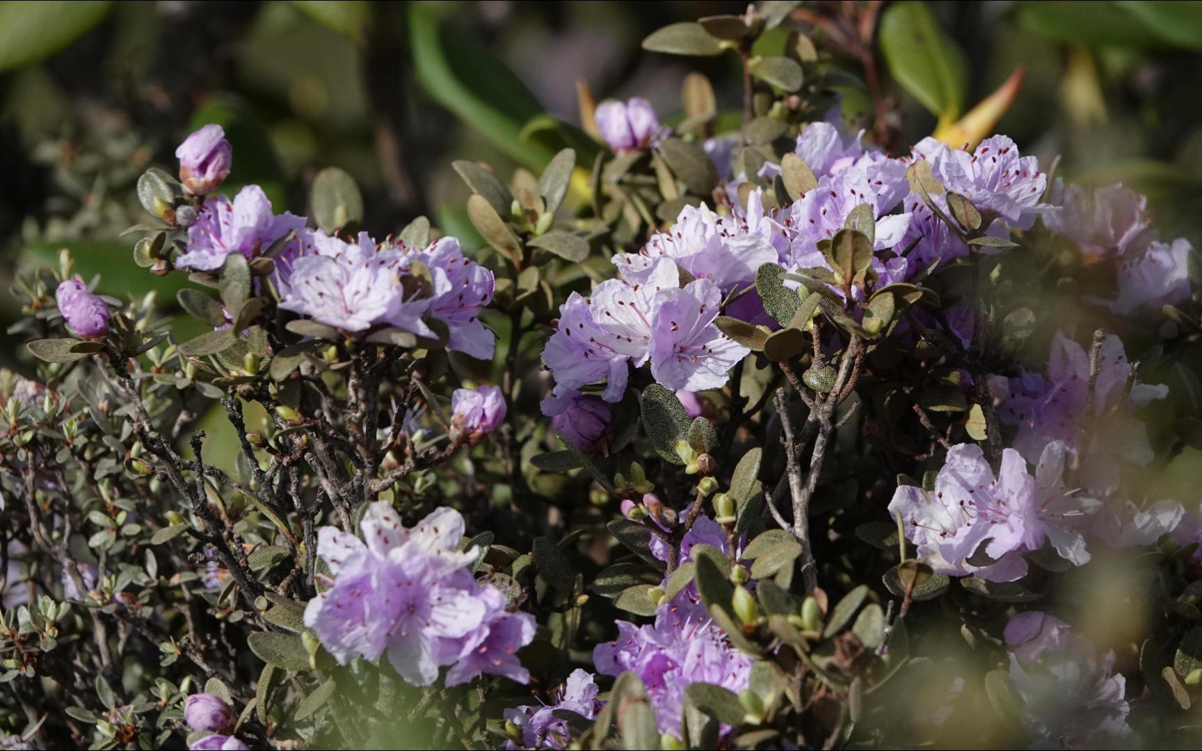 高山灌丛有什么——陇蜀杜鹃 头花杜鹃