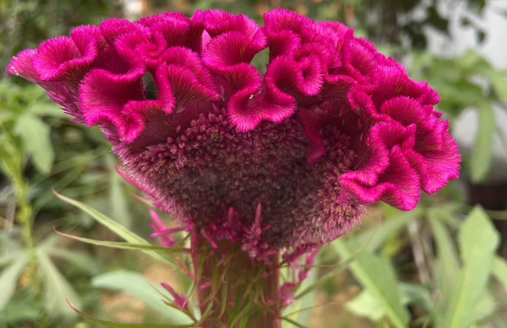 鸡冠花耐晒耐高温花期长达200多天,播种1次年年都有花观赏好养护