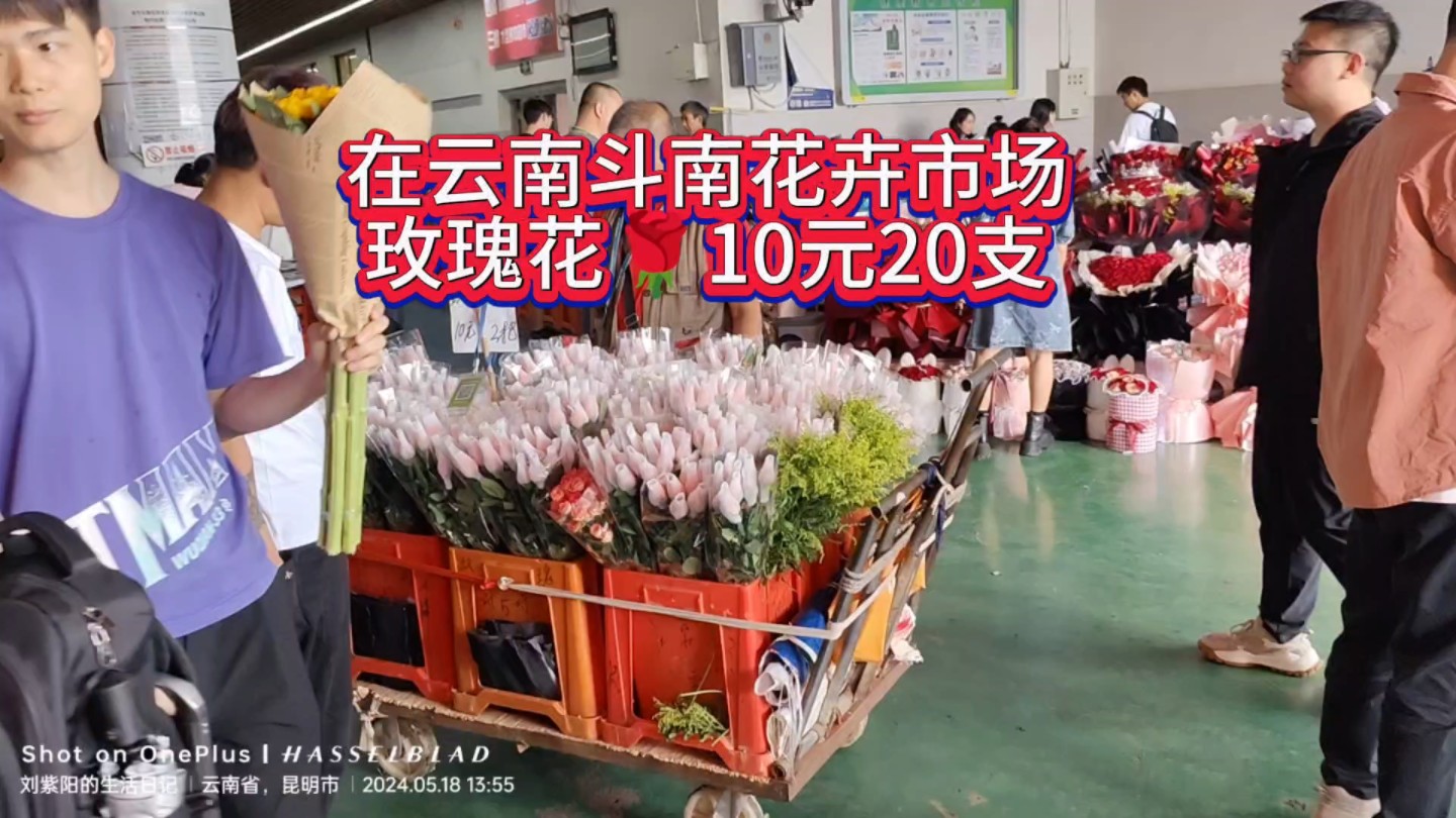 来云南实现鲜花自由,我们在云南昆明斗南花卉市场,玫瑰花10元20支