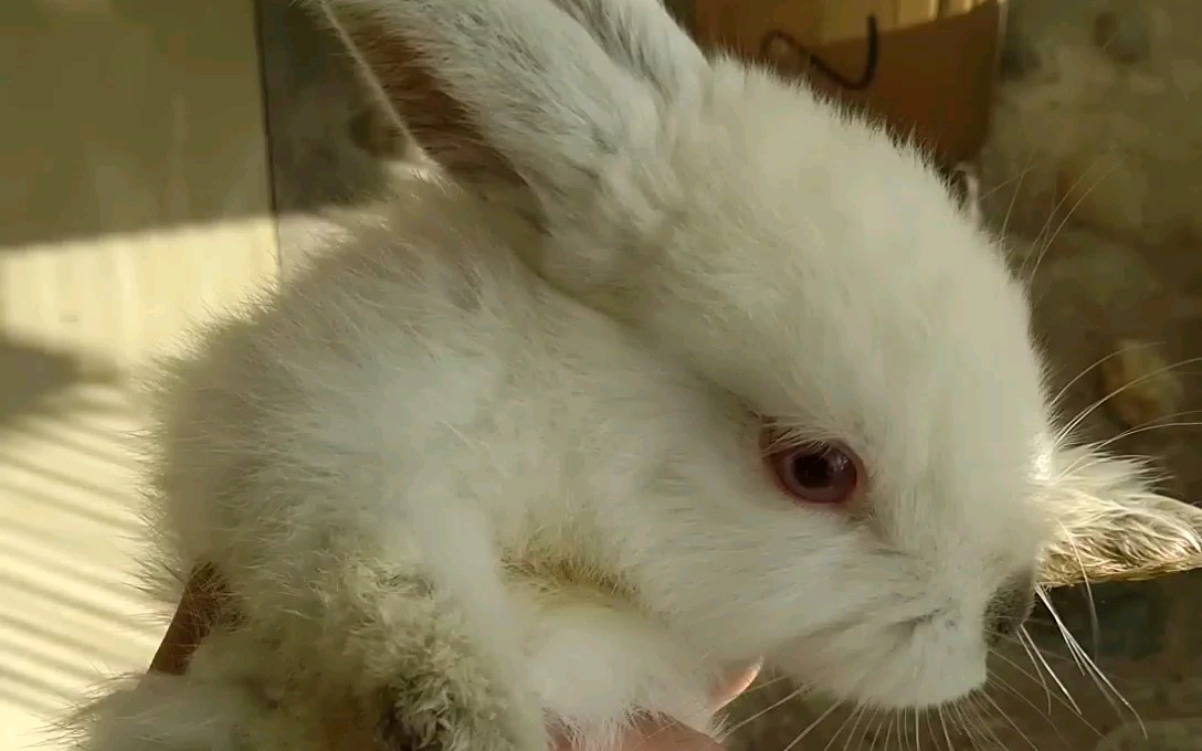 【聪明的兔八哥】金兔独立,堪称兔子界的美少年_哔哩哔哩 (゜-゜)つロ