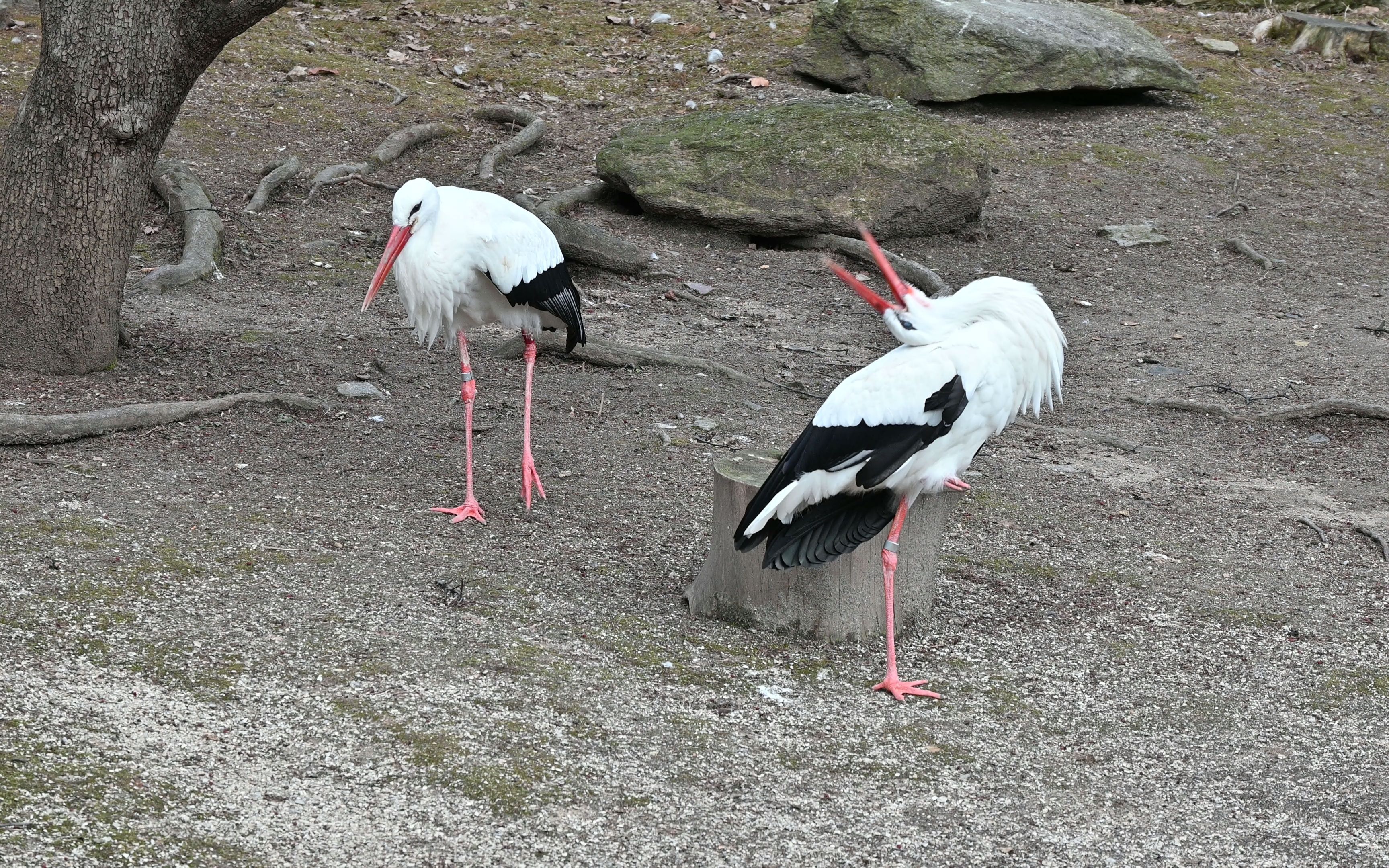 费城动物园3/原素材未剪辑/个人备份用