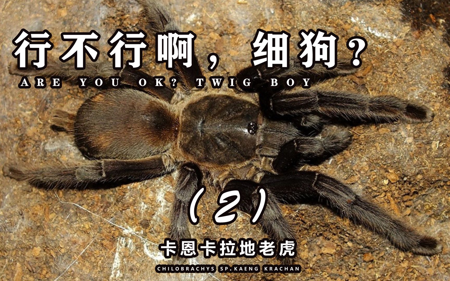 你行不行啊,细狗?卡恩卡拉地老虎捕鸟蛛介绍第二集.