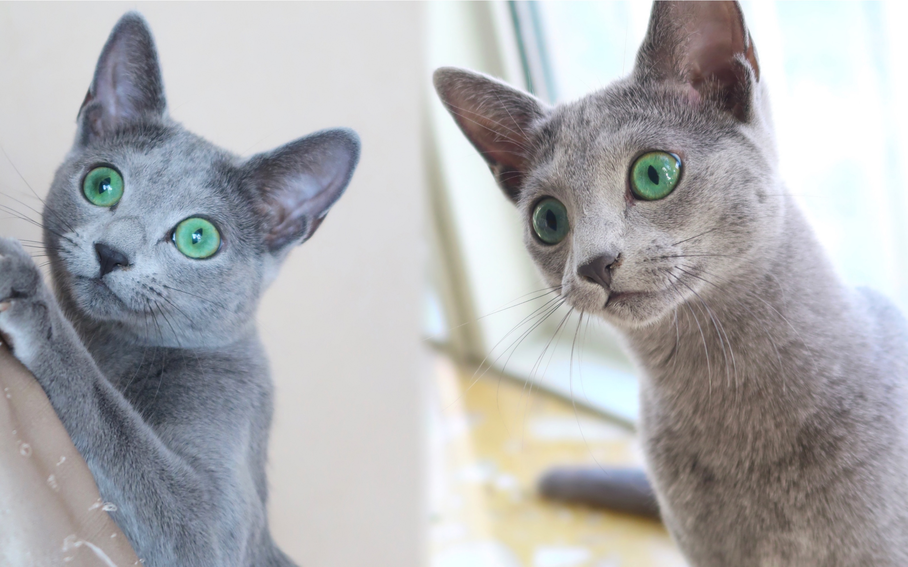 让镜头放肆跟随俄罗斯蓝猫