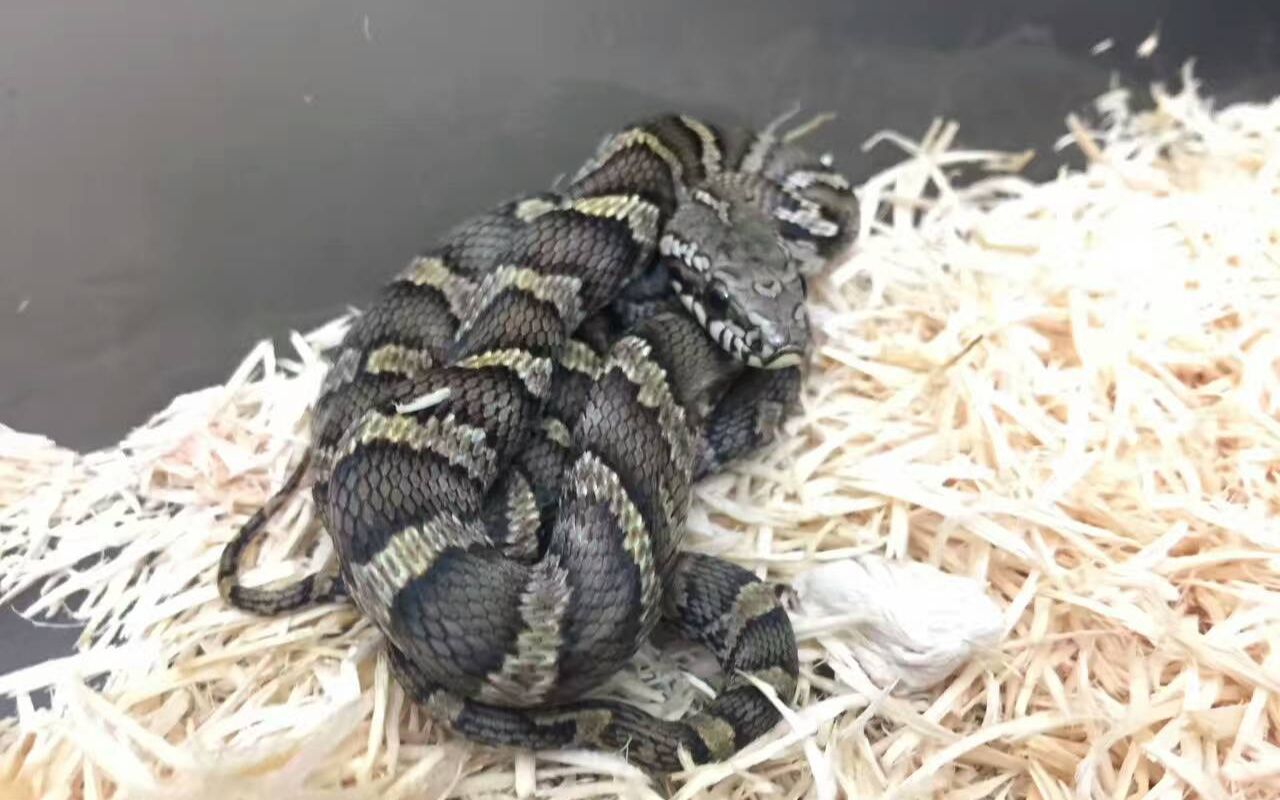 宠物蛇开箱 | 一条萌萌哒小棕黑