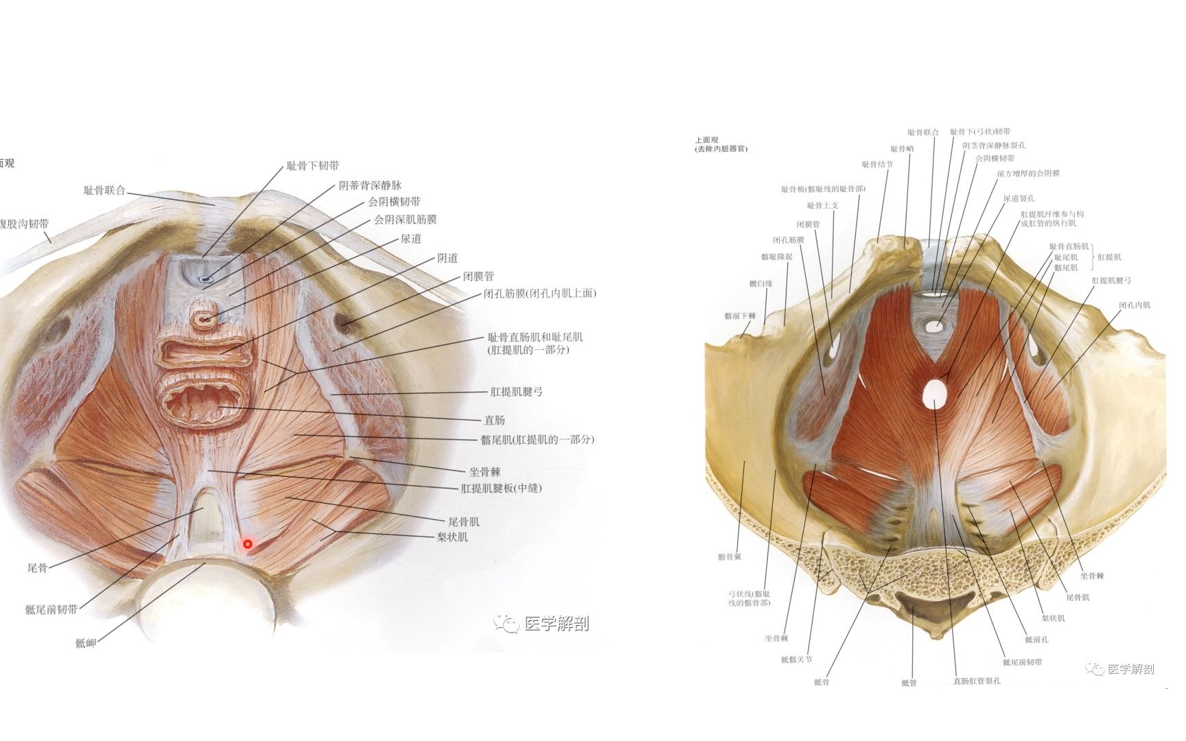 盆腔解剖-2.肌肉結構解剖