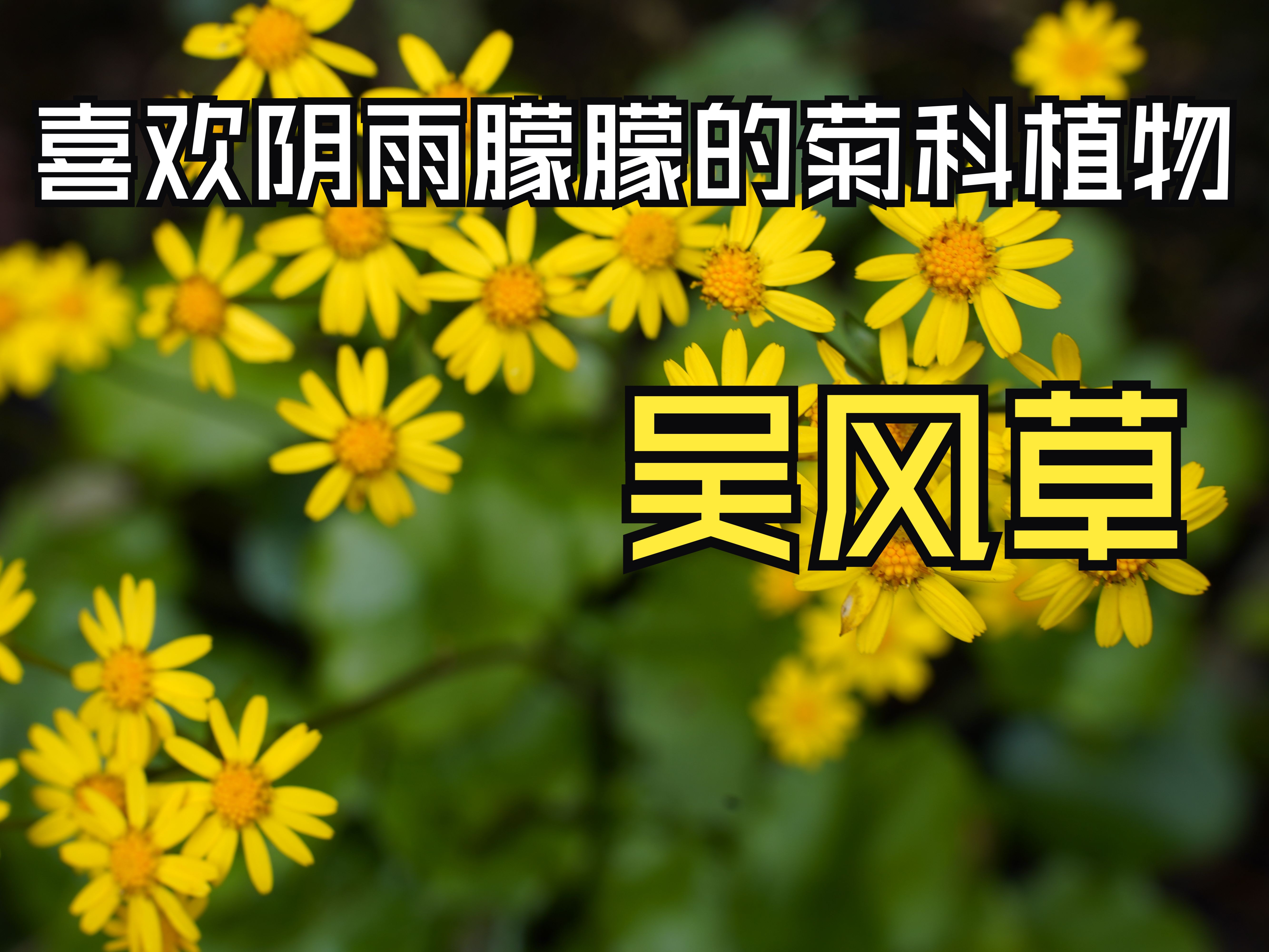 吴风草,非常漂亮的菊科植物.哔哩哔哩bilibili