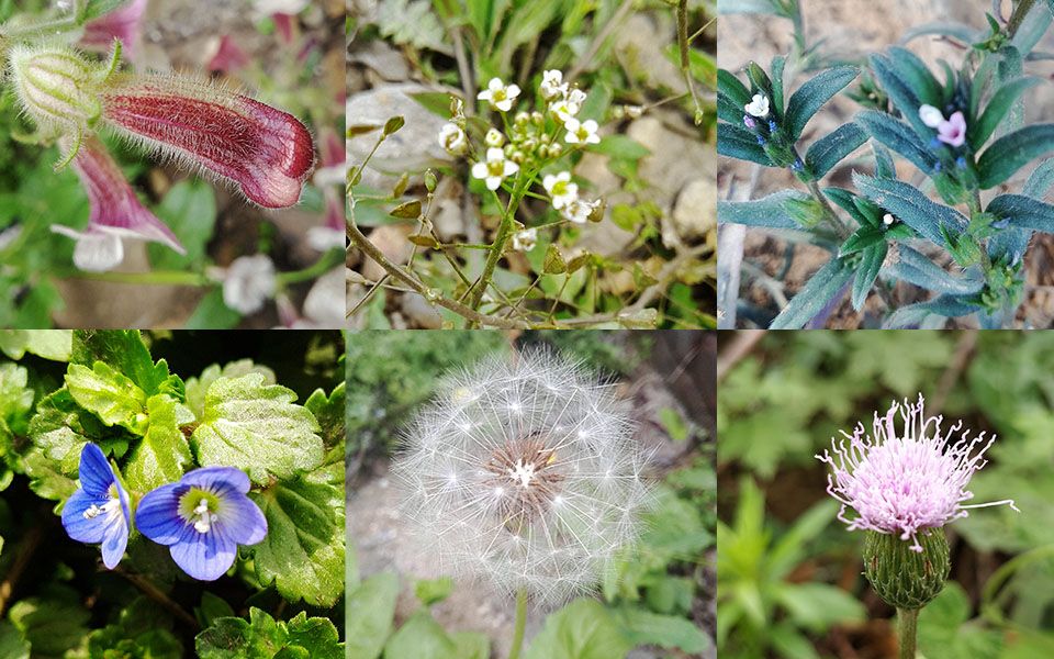 [图]【植物】中原常见野草的叫法-1（15种）