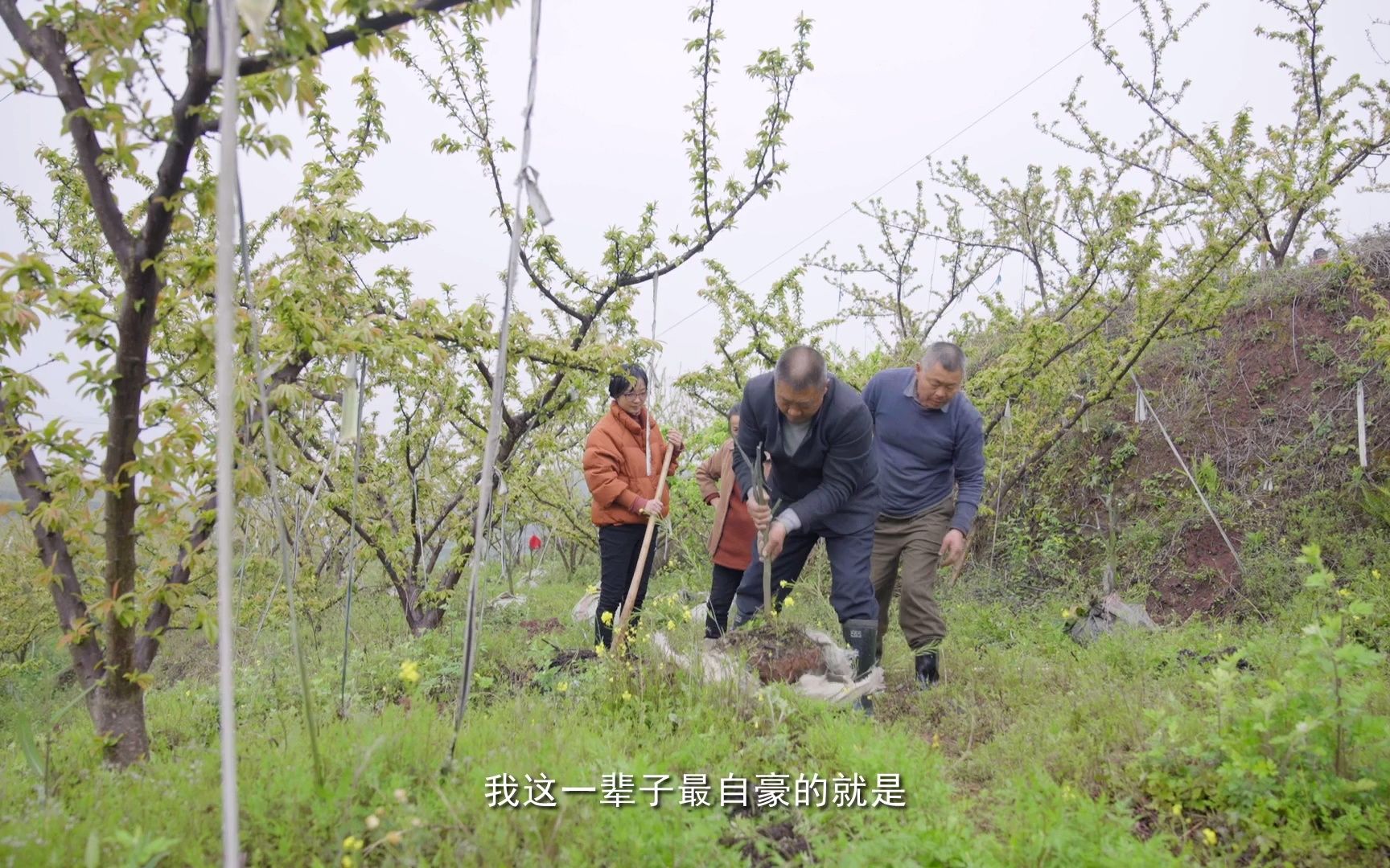 [图]"橙就美好"丹棱丑柑人物宣传片——赵泽如专题片