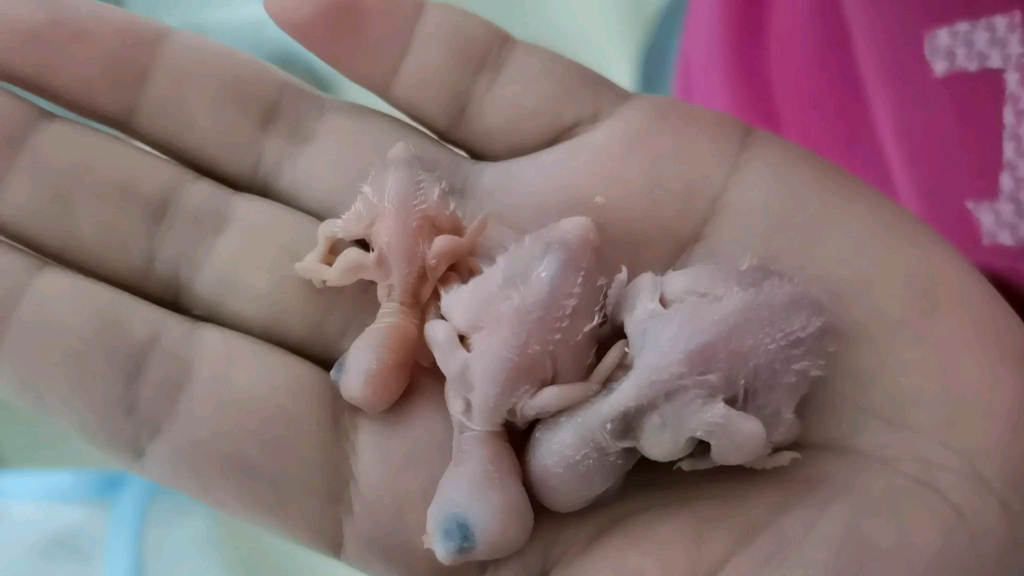 【虎皮鹦鹉】刚出生的第三代的皮皮宝宝们~~|11ω11`)