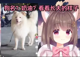 Descargar video: 【Asaki大人/猪猪公主】猪猪表示狗狗名字“奶油”我“不改了”；并分享了长大的狗狗模样