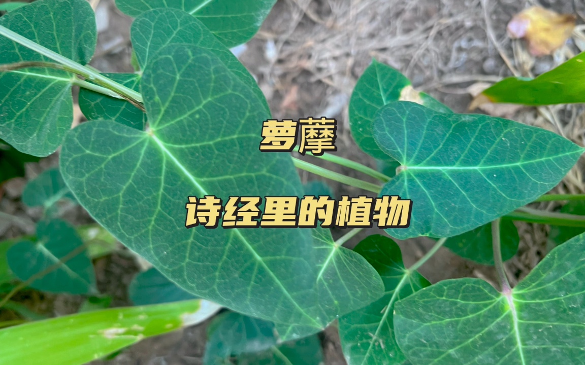 萝藦,诗经里的植物哔哩哔哩bilibili