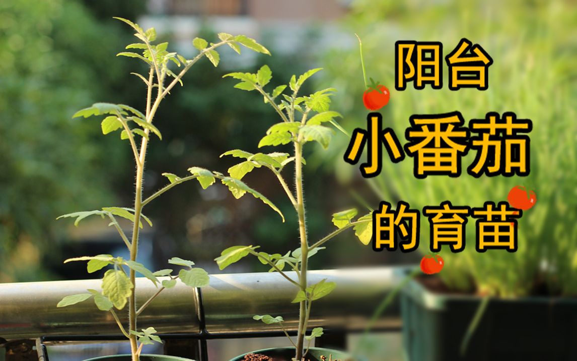 【阳台小番茄育苗】从种子到定植哔哩哔哩bilibili