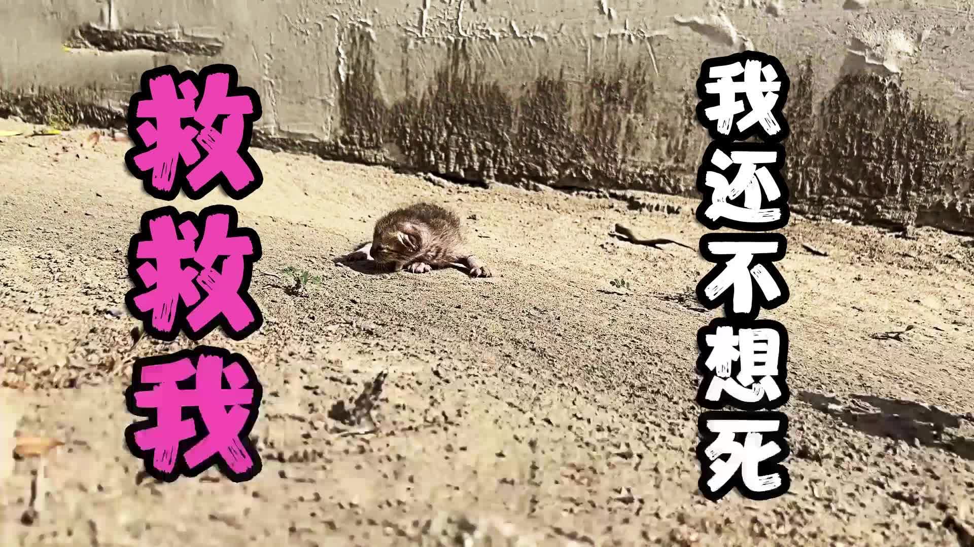 [图]猫妈被抢食的流浪狗咬死，丢下刚出生的小猫，独自面对恐怖的世界