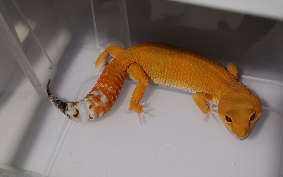 豹纹守宫本月最残忍的事情钝刀切尾