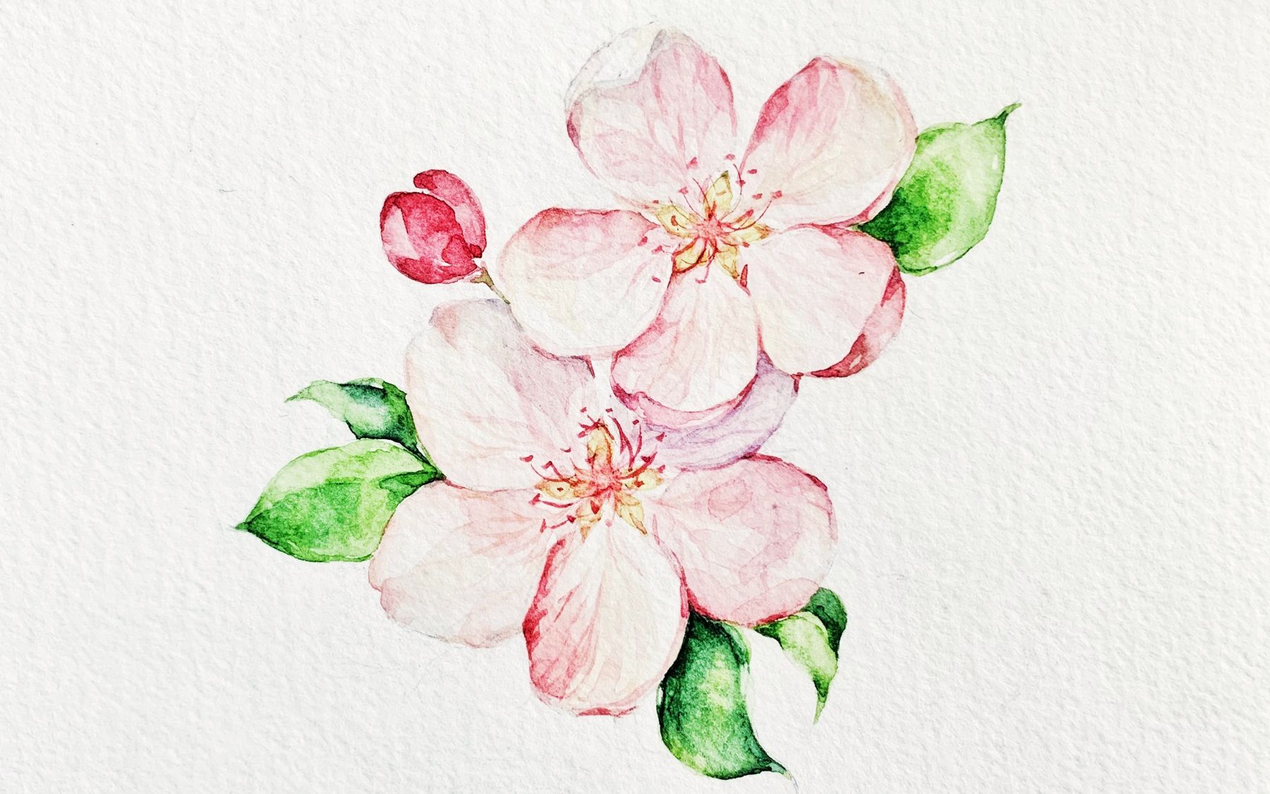 活动  【水彩】苹果花绘画过程快放 2