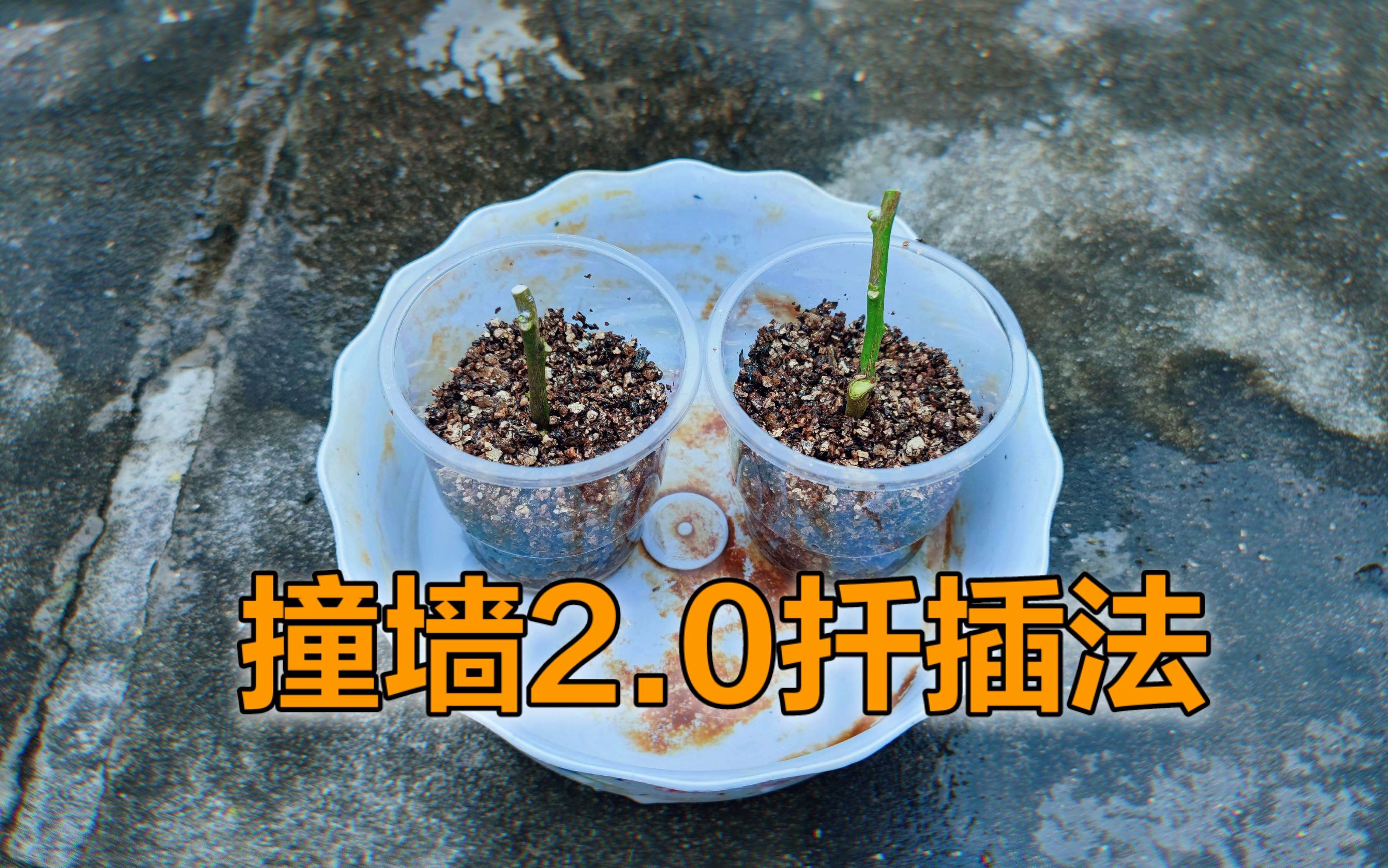 家庭园艺"撞墙2.0扦插法",插一盆活一盆,简单又实用!