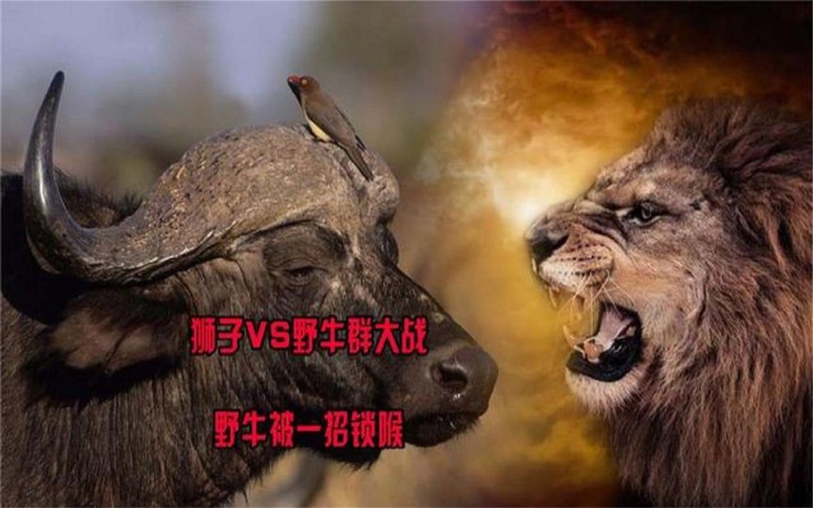 狮子vs野牛群大战!野牛被一招锁喉,不过狮子翻车也很傪!