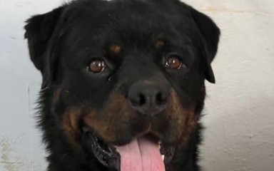 豫西小丁12月20日录播(部分)