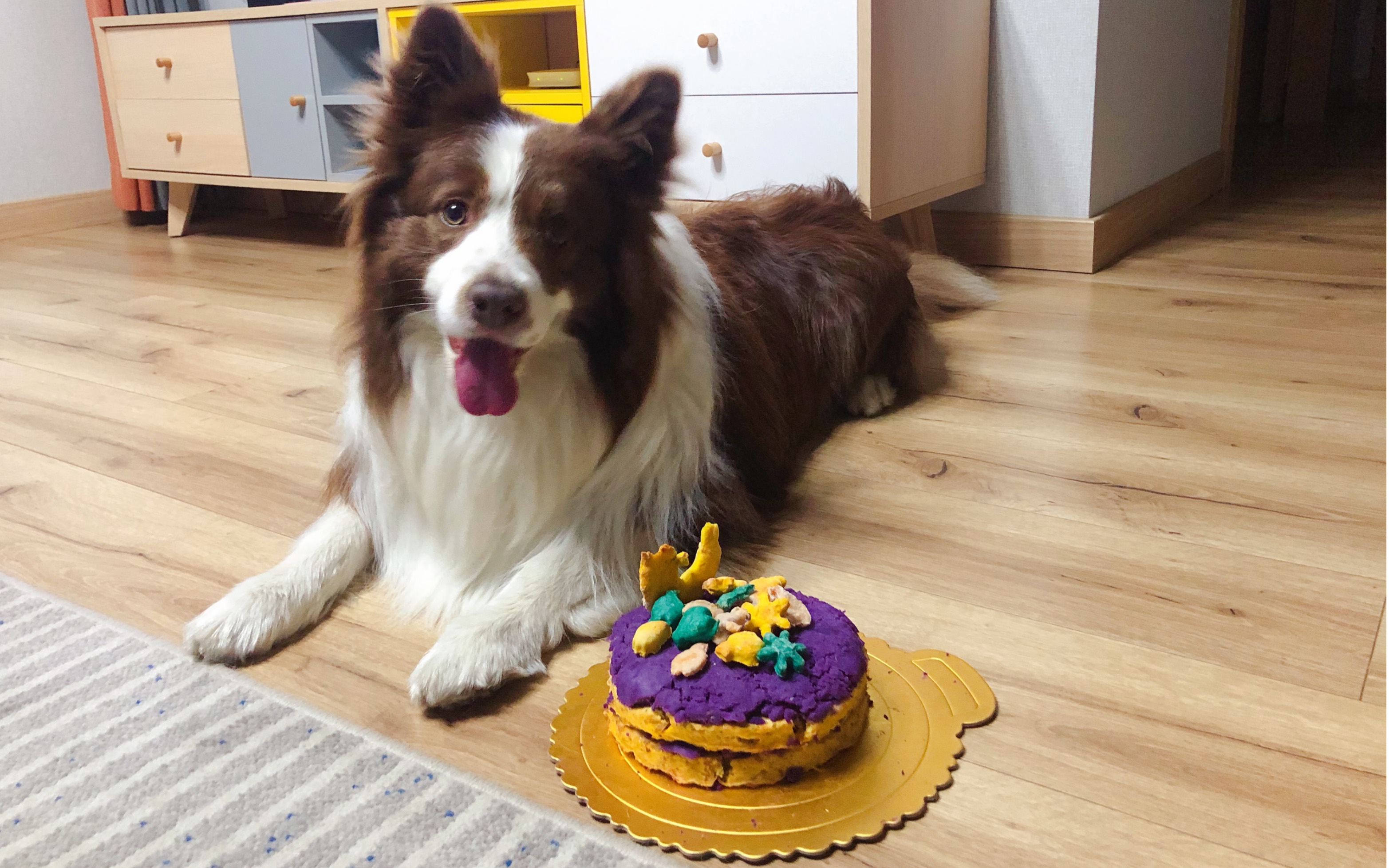 「宠物美食vlog」狗子生日马上就到了,给它做个小蛋糕.