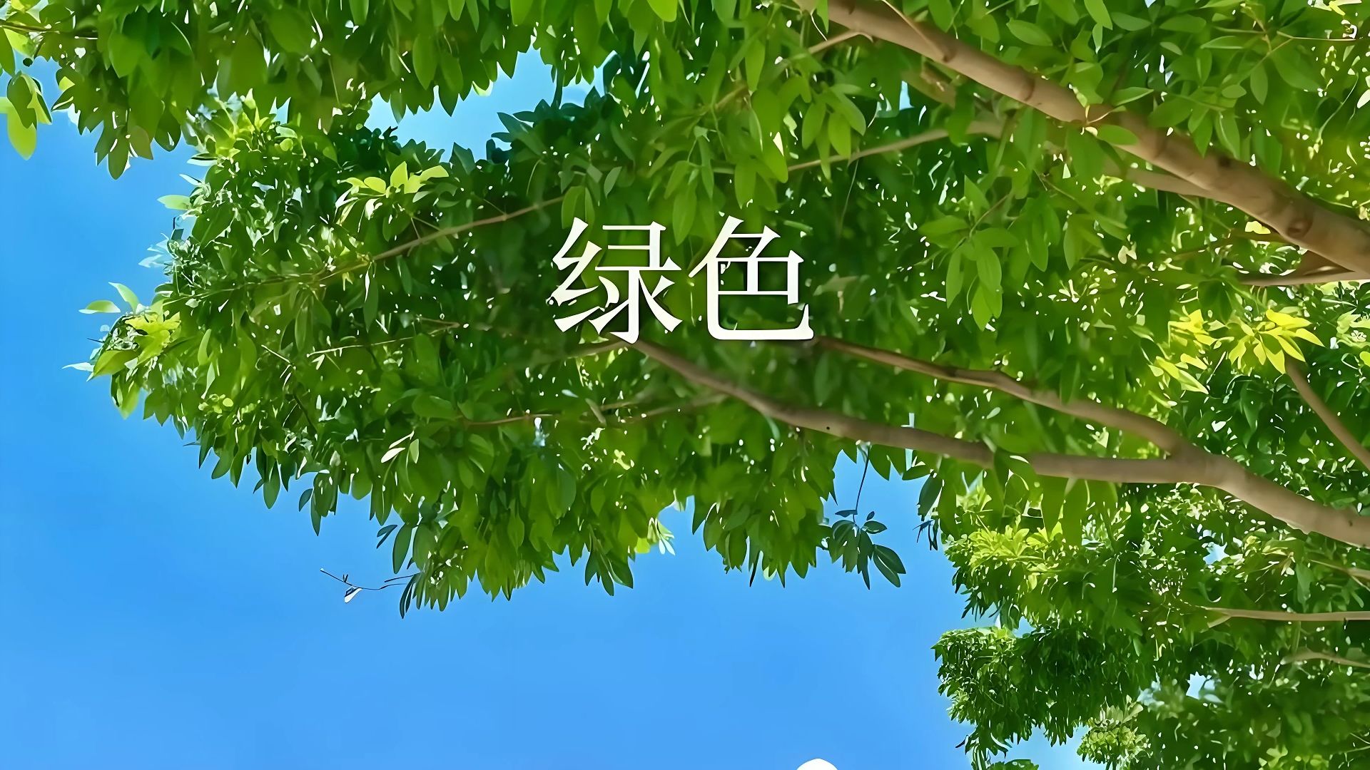 绿色 - 陈雪凝