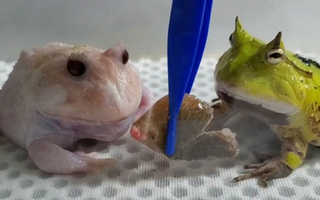 20231109-记录角蛙日常喂食