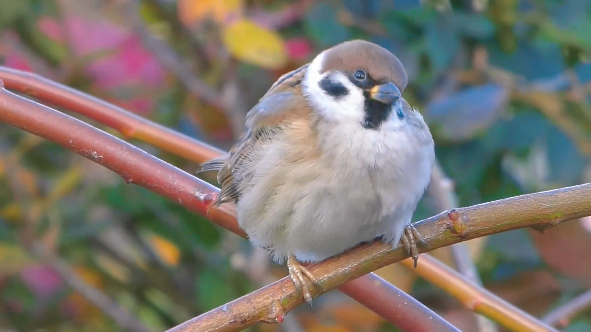 小麻雀:我来瞅瞅都有哪些可爱之人在看俺!