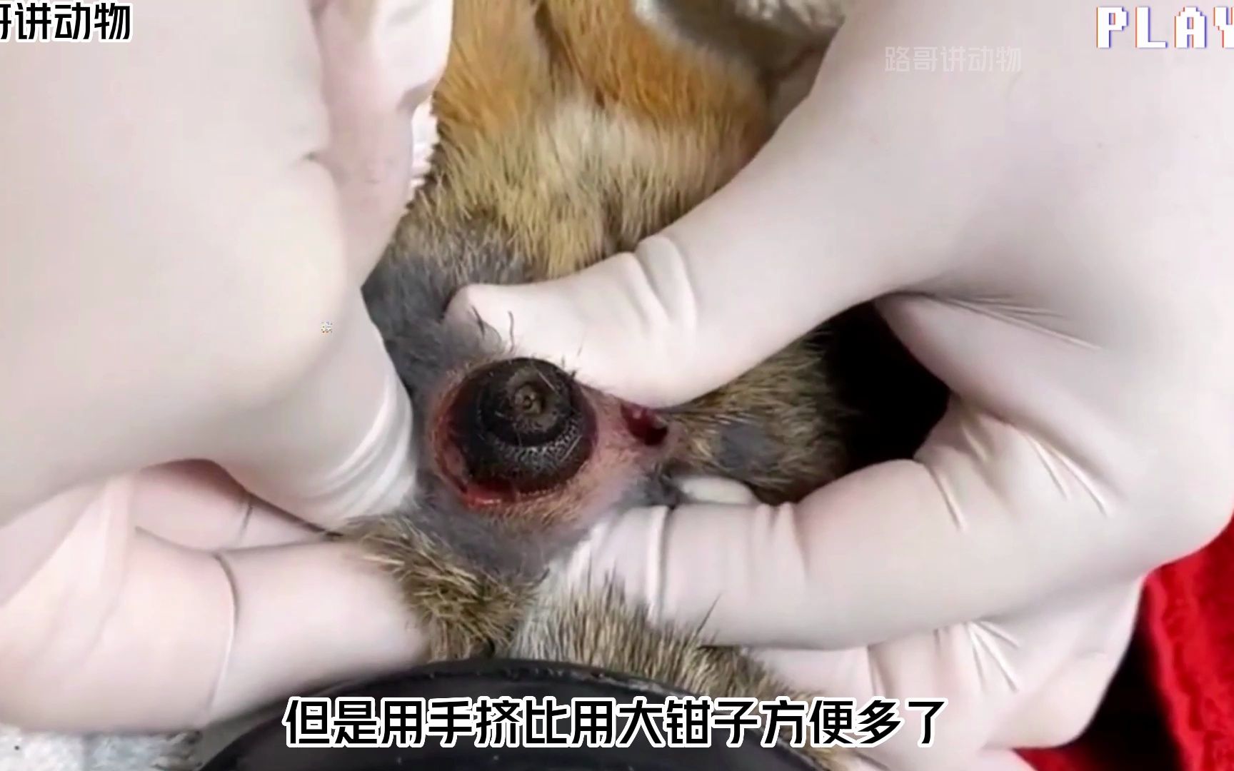 替松鼠清理马蝇幼虫