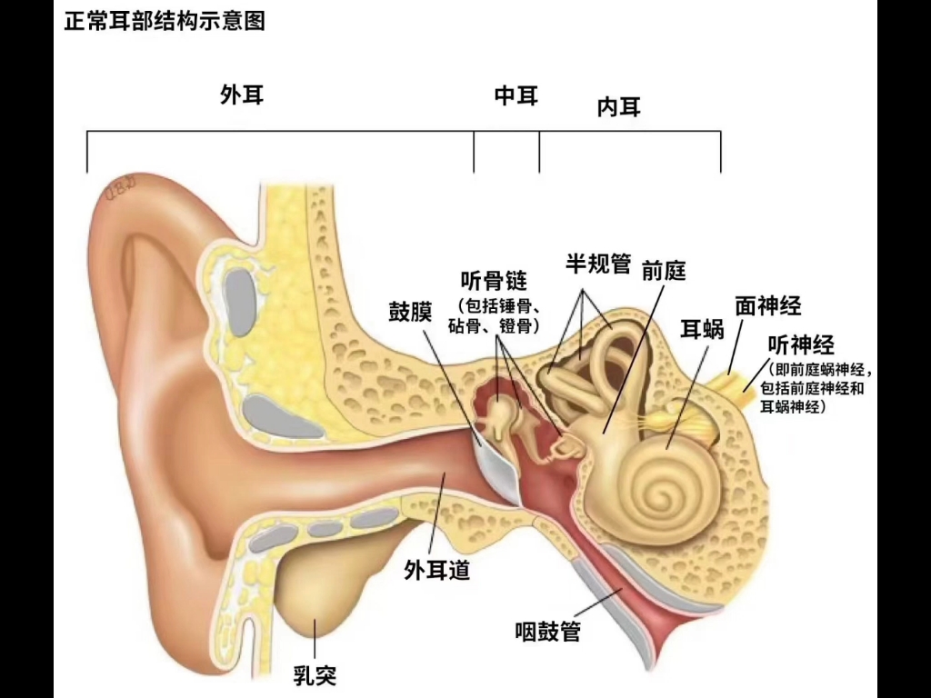 一起来看耳部结构图吧03