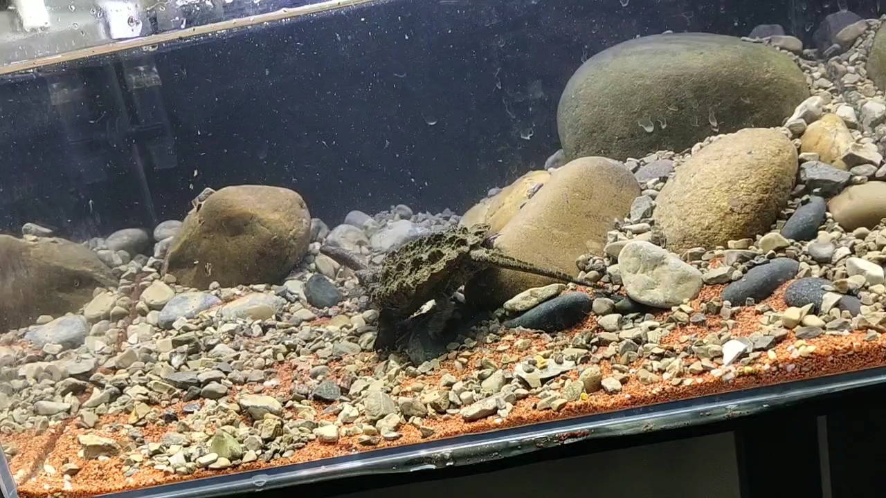 大鳄龟～新手第一个原生缸饲养大鳄龟_哔哩哔哩_bilibili