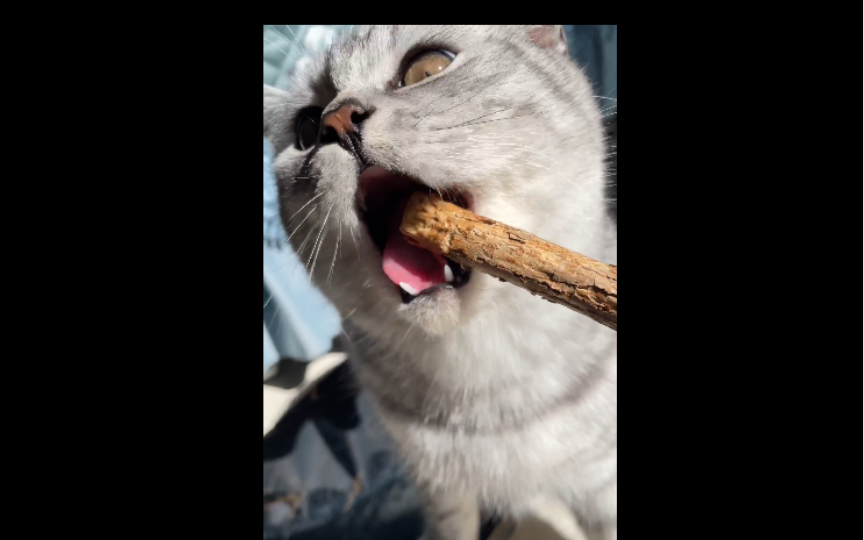 小猫咪吃木天蓼