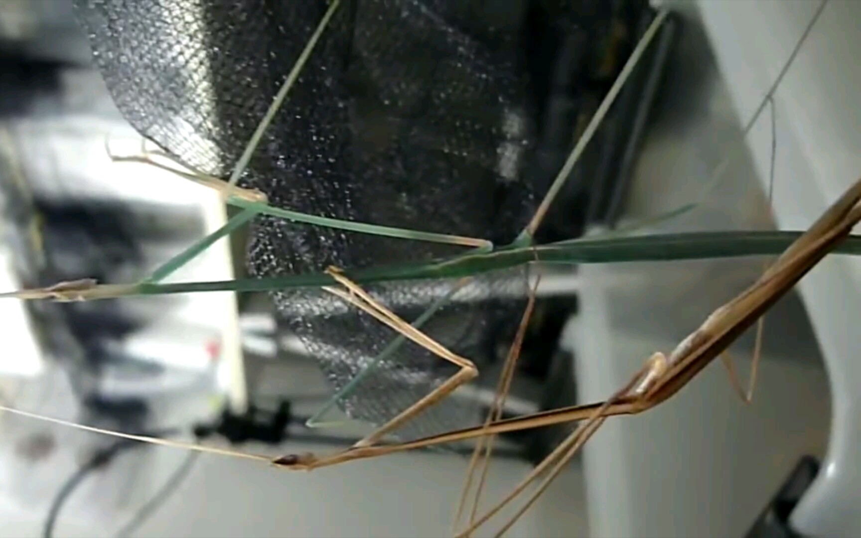 【youtube】二角裂头螳(schizocephala bicornis)交配