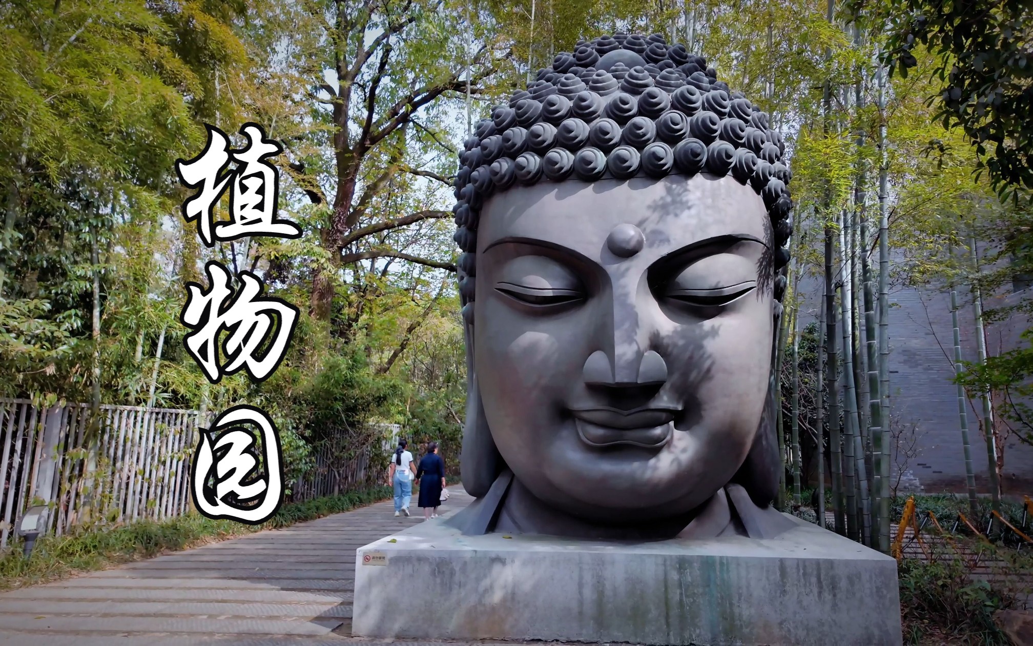 vlog10 | 杭州植物园 | 森林漫步听虫鸣鸟叫