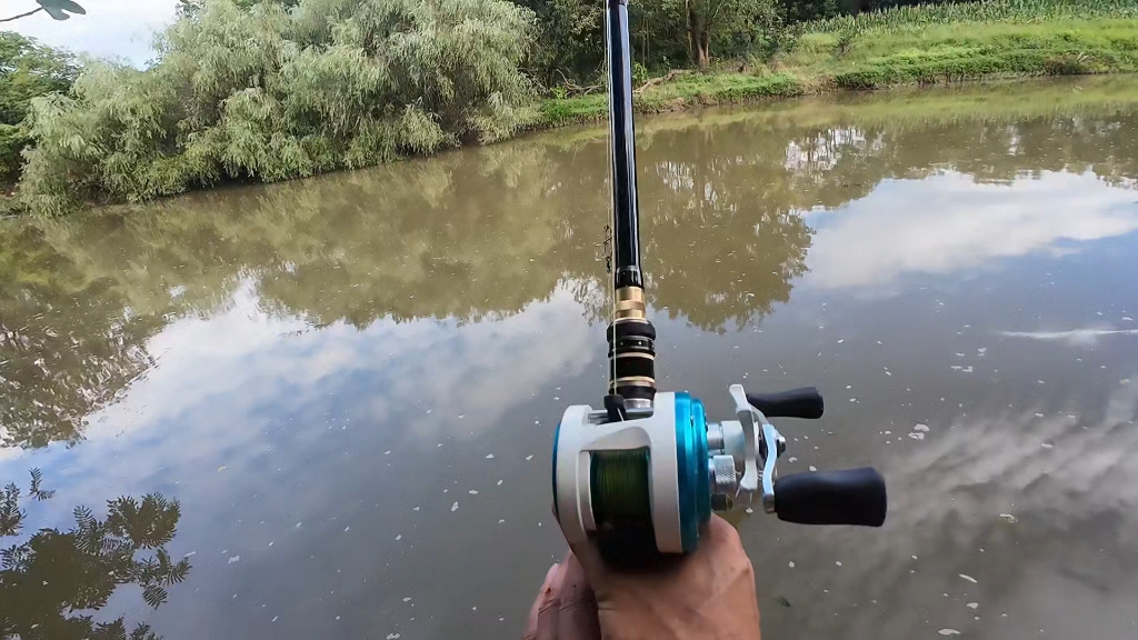 又到了用构树果钓草鱼的季节了,把握住这波鱼情,让你钓过瘾