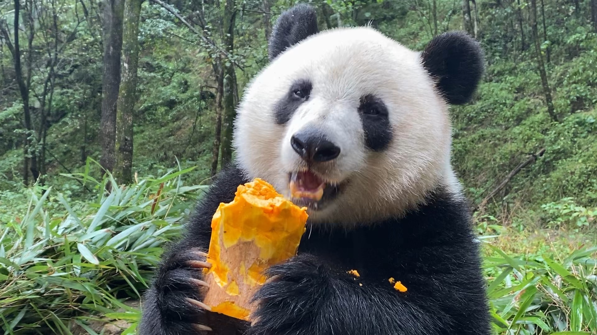 宇宙无敌最可爱的吃播呀